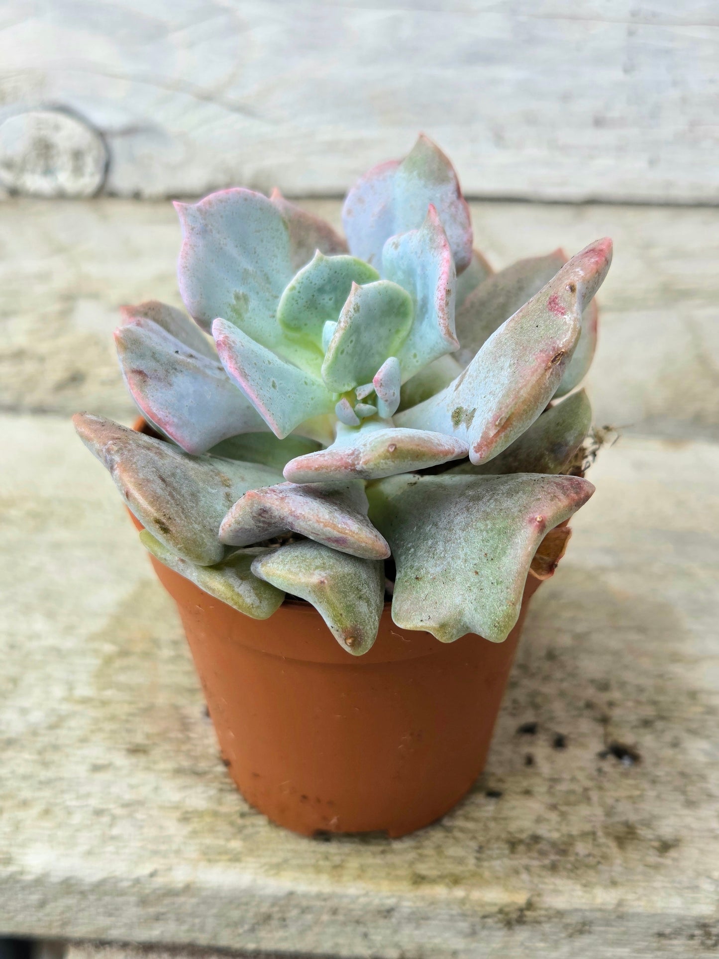 Echeveria ‘Cubic Frost’ (5cm) | Pastel Pink Succulent
