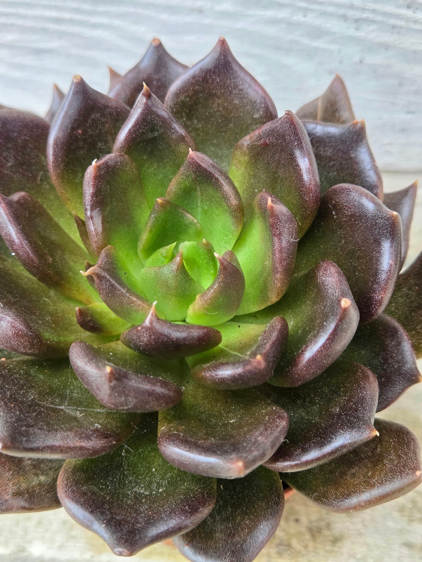 Echeveria 'Black Prince'