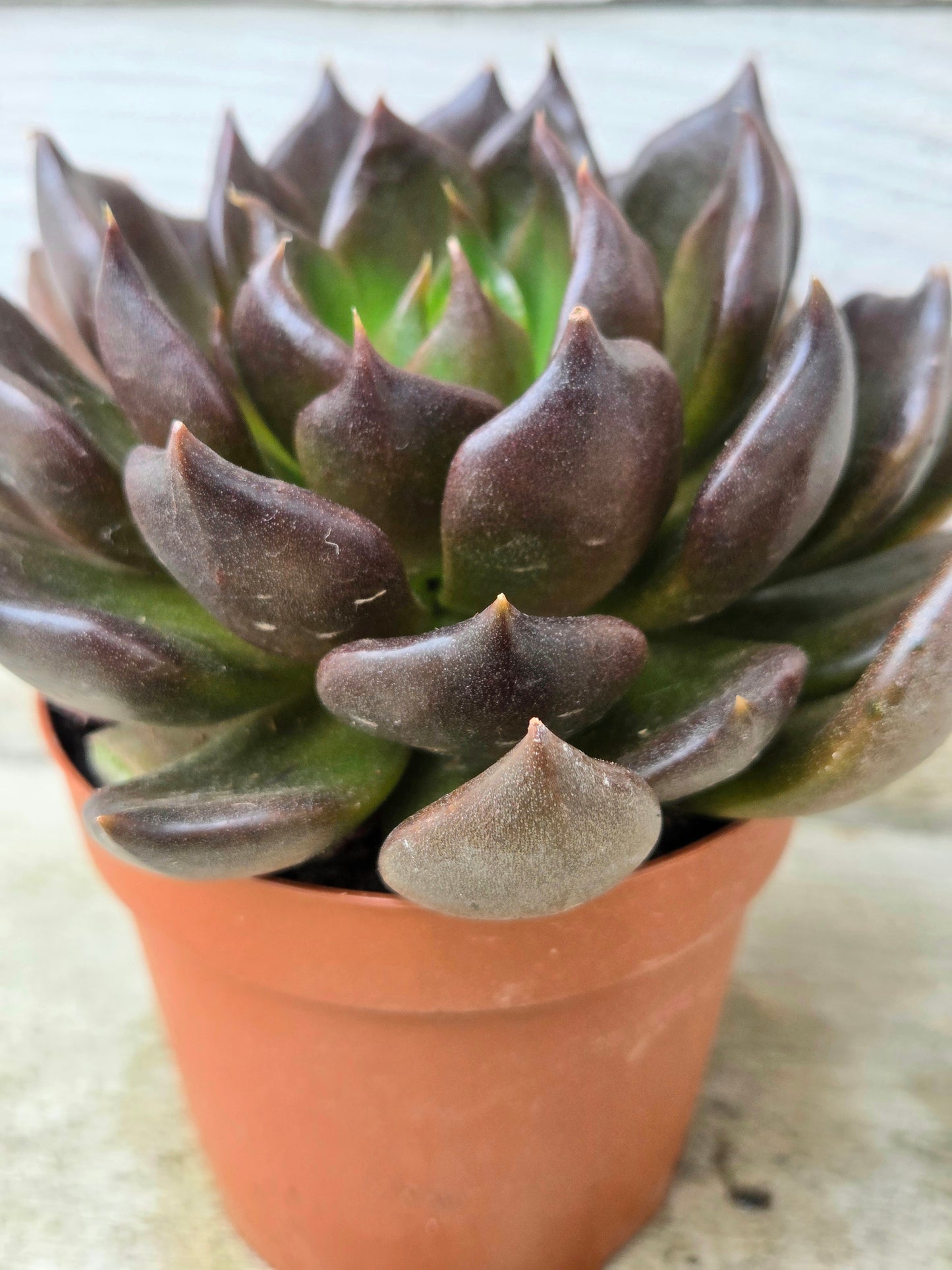Echeveria 'Black Prince'
