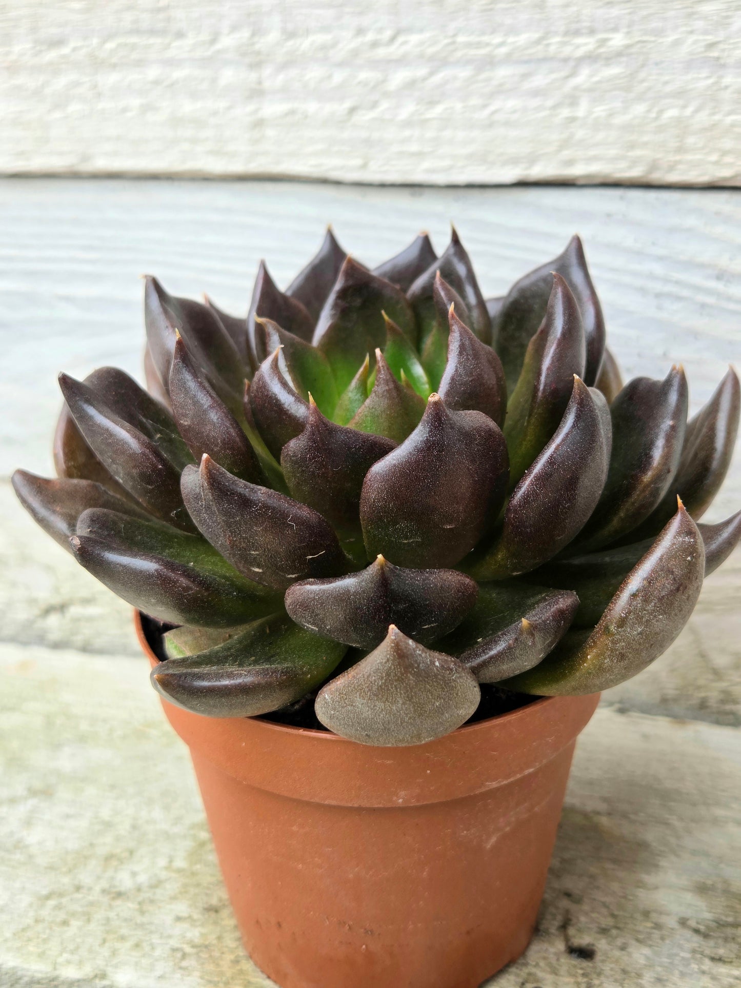 Echeveria 'Black Prince'