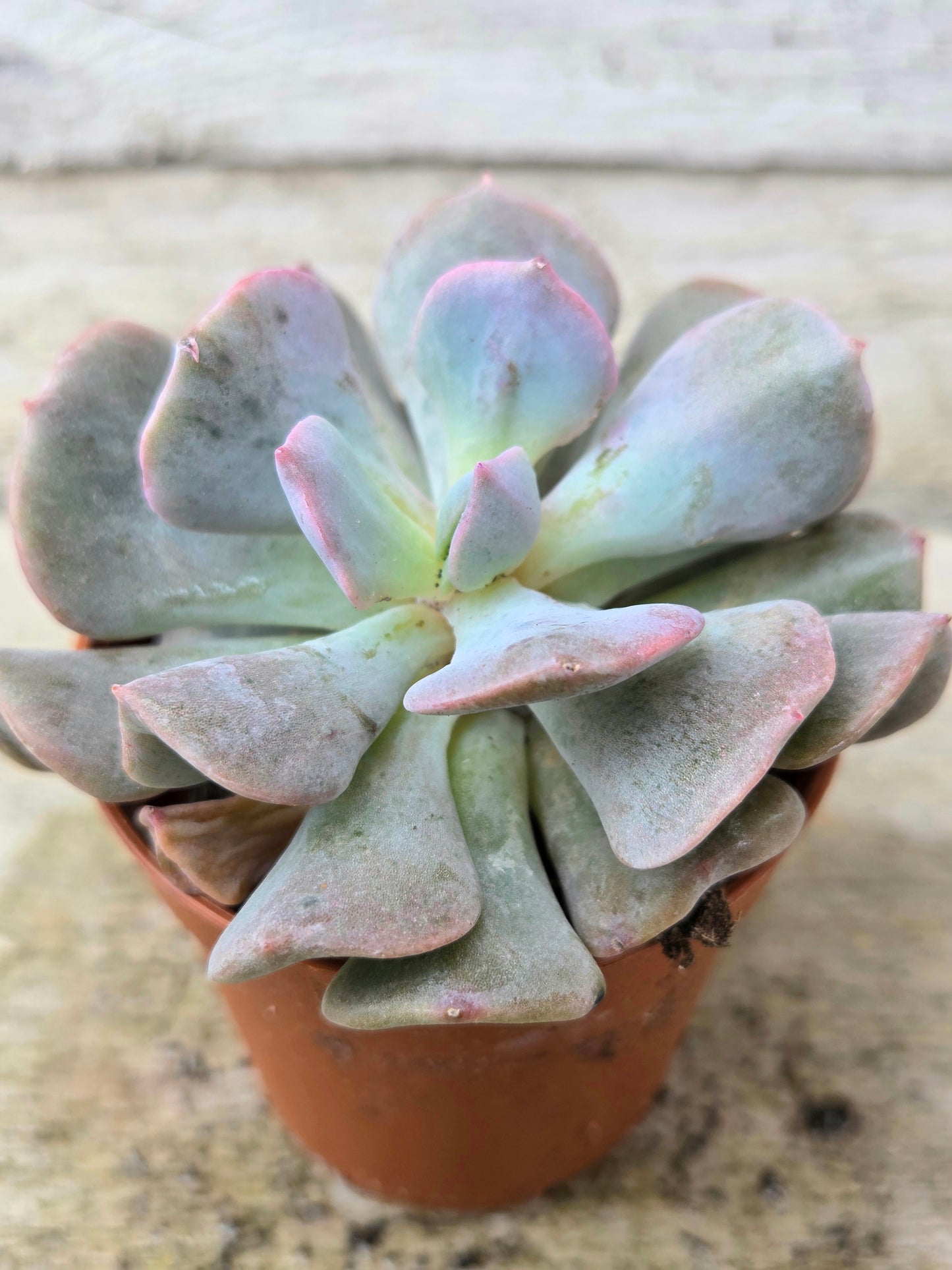 Echeveria ‘Cubic Frost’ (5cm) | Pastel Pink Succulent