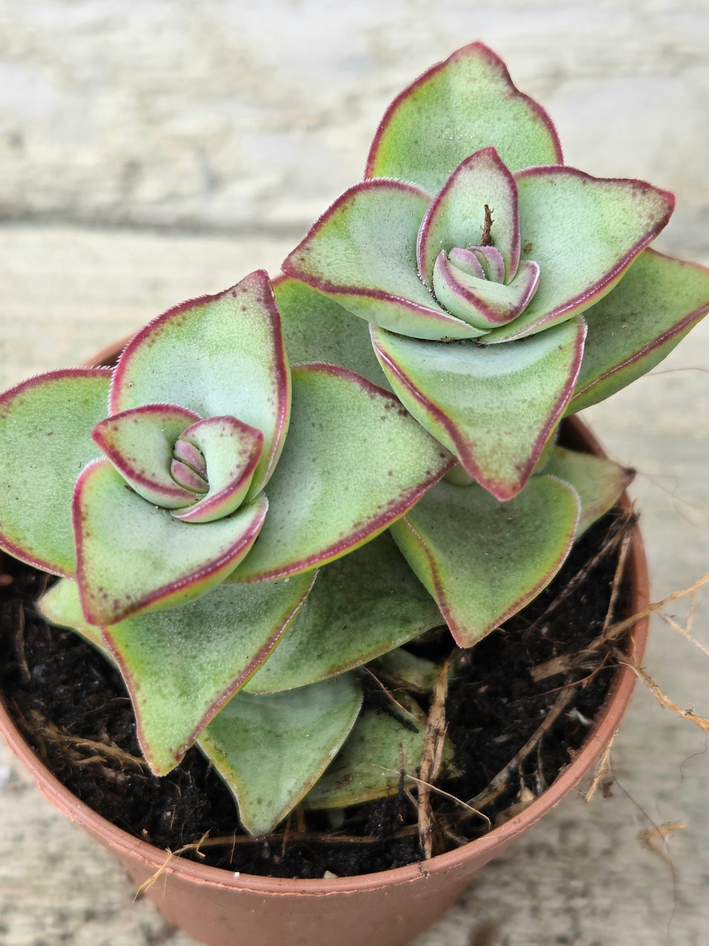Crassula perforata ‘Azul’