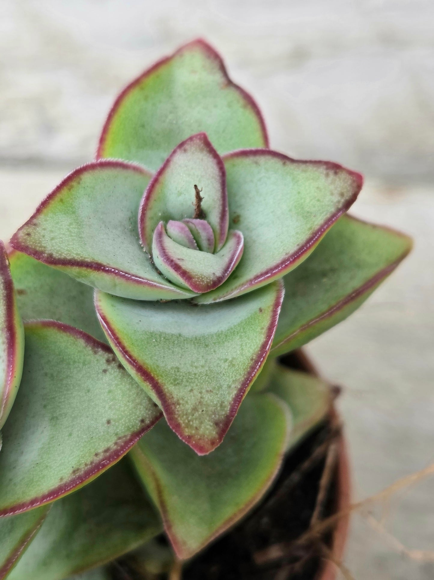 Crassula perforata ‘Azul’
