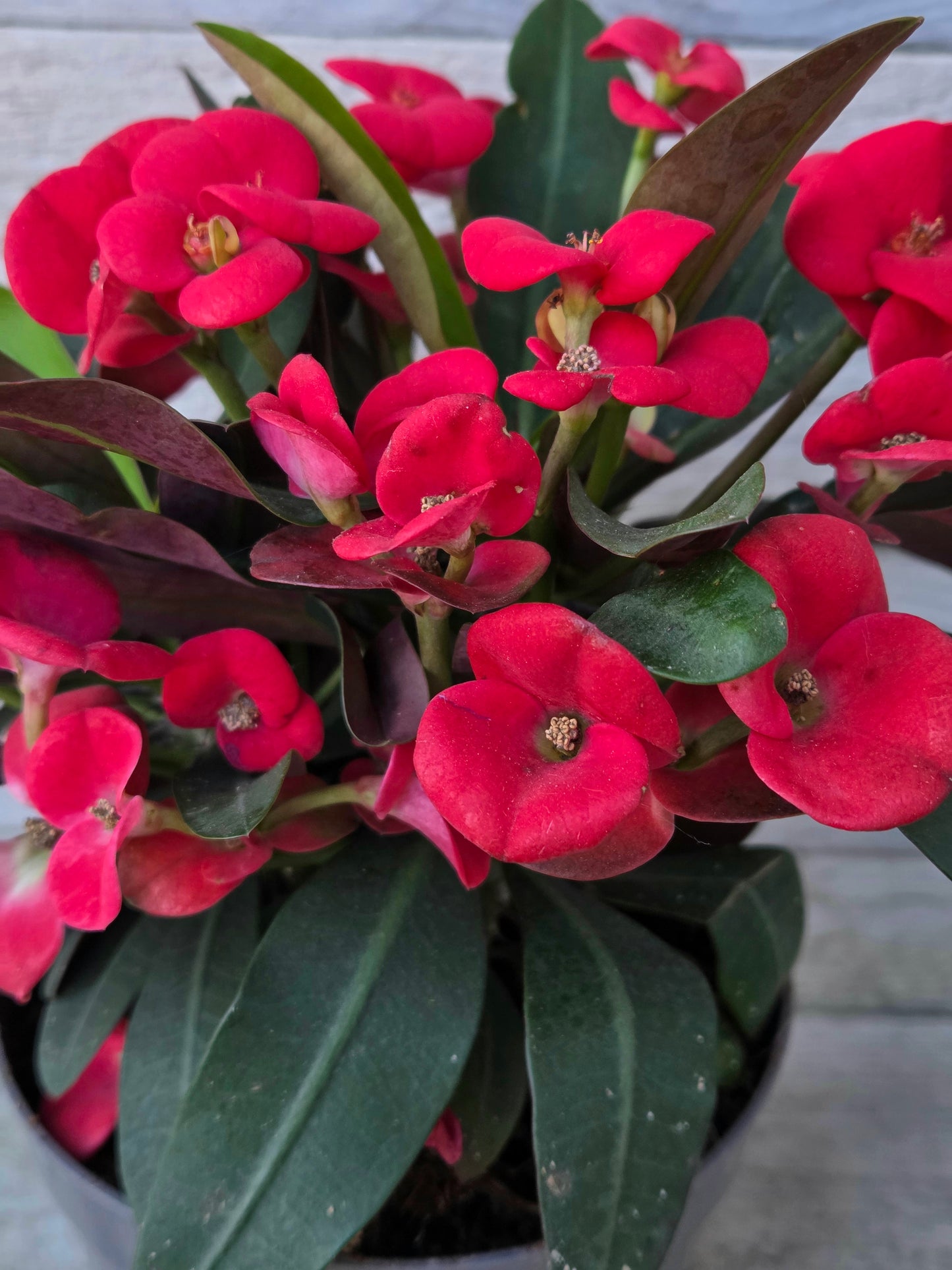 Euphorbia milii ‘Maxi Olympia’ – Crown of Thorns in a 15cm Nursery Pot