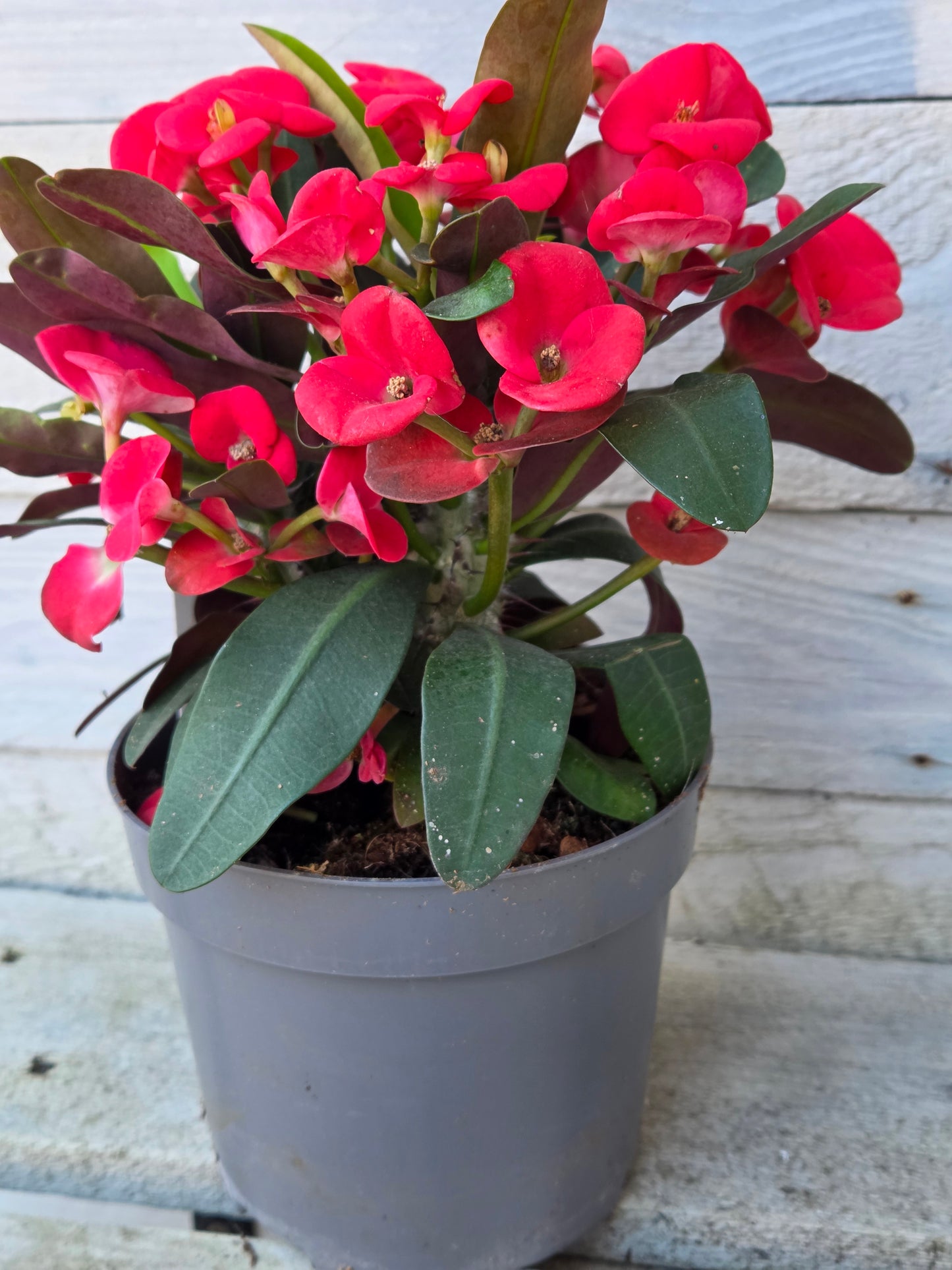 Euphorbia milii ‘Maxi Olympia’ – Crown of Thorns in a 15cm Nursery Pot