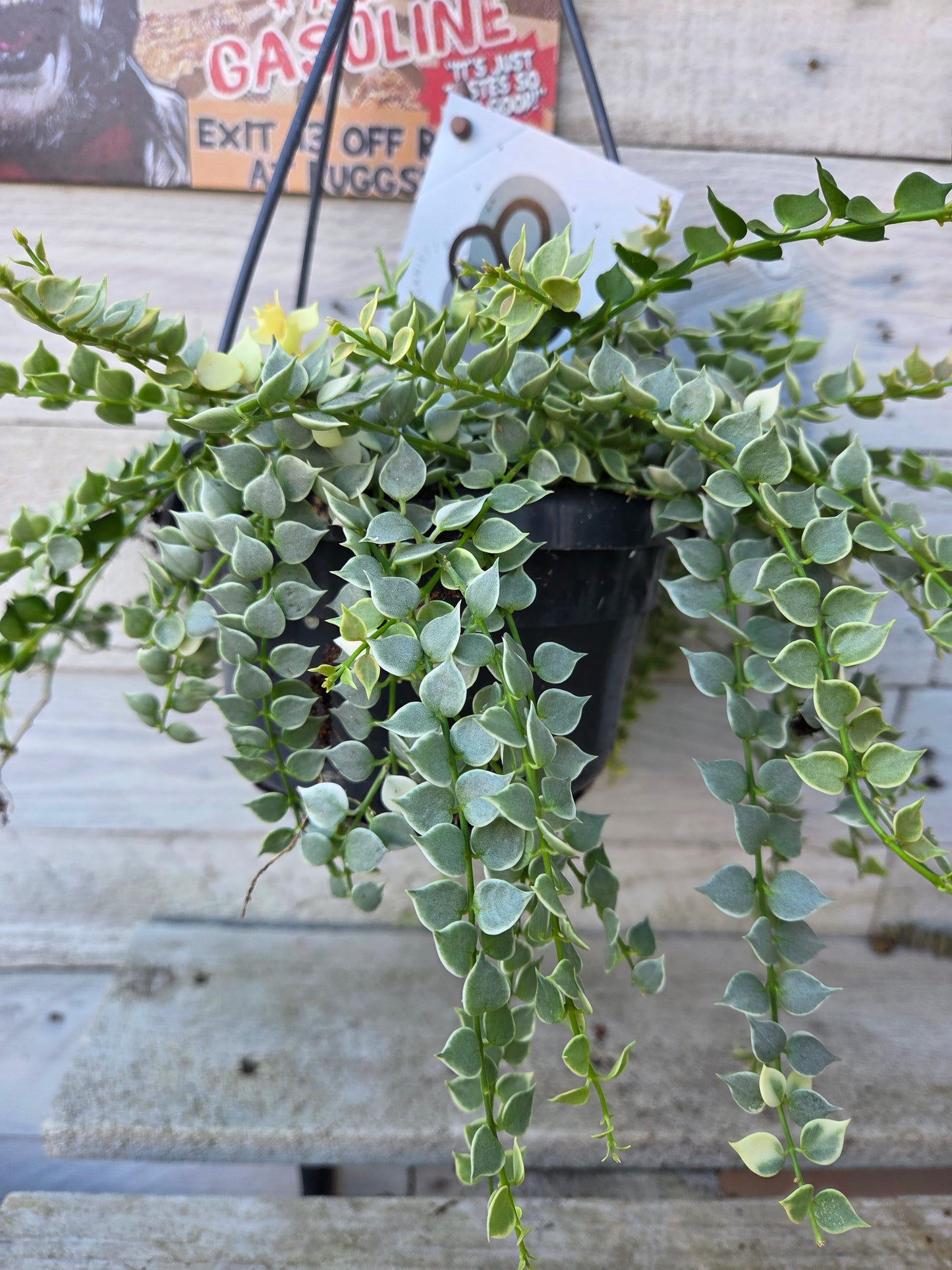 Dischidia ruscifolia “Million Hearts” Variegated