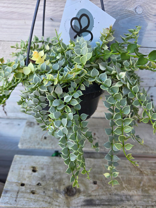 Dischidia ruscifolia “Million Hearts” Variegated