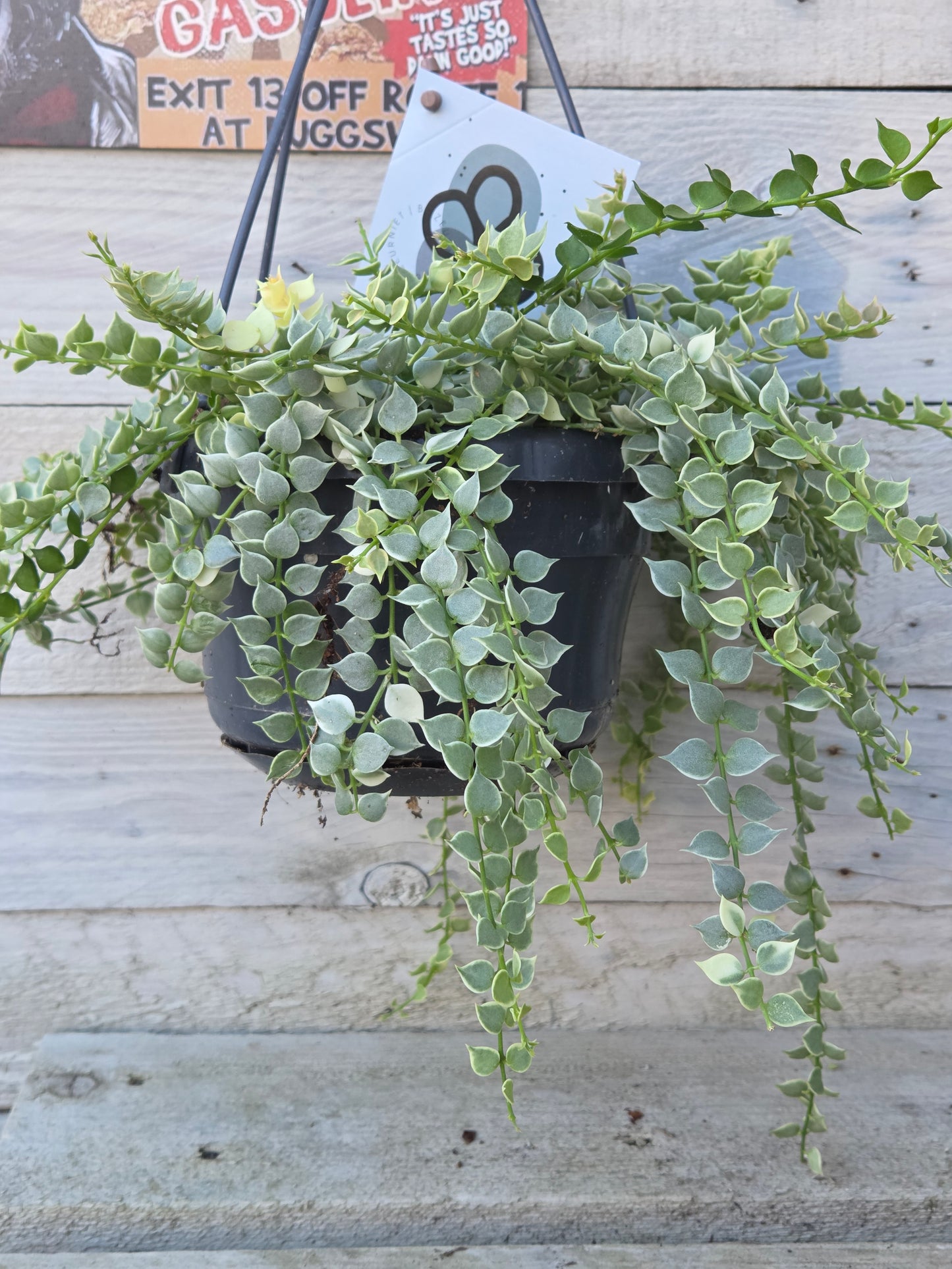 Dischidia ruscifolia “Million Hearts” Variegated