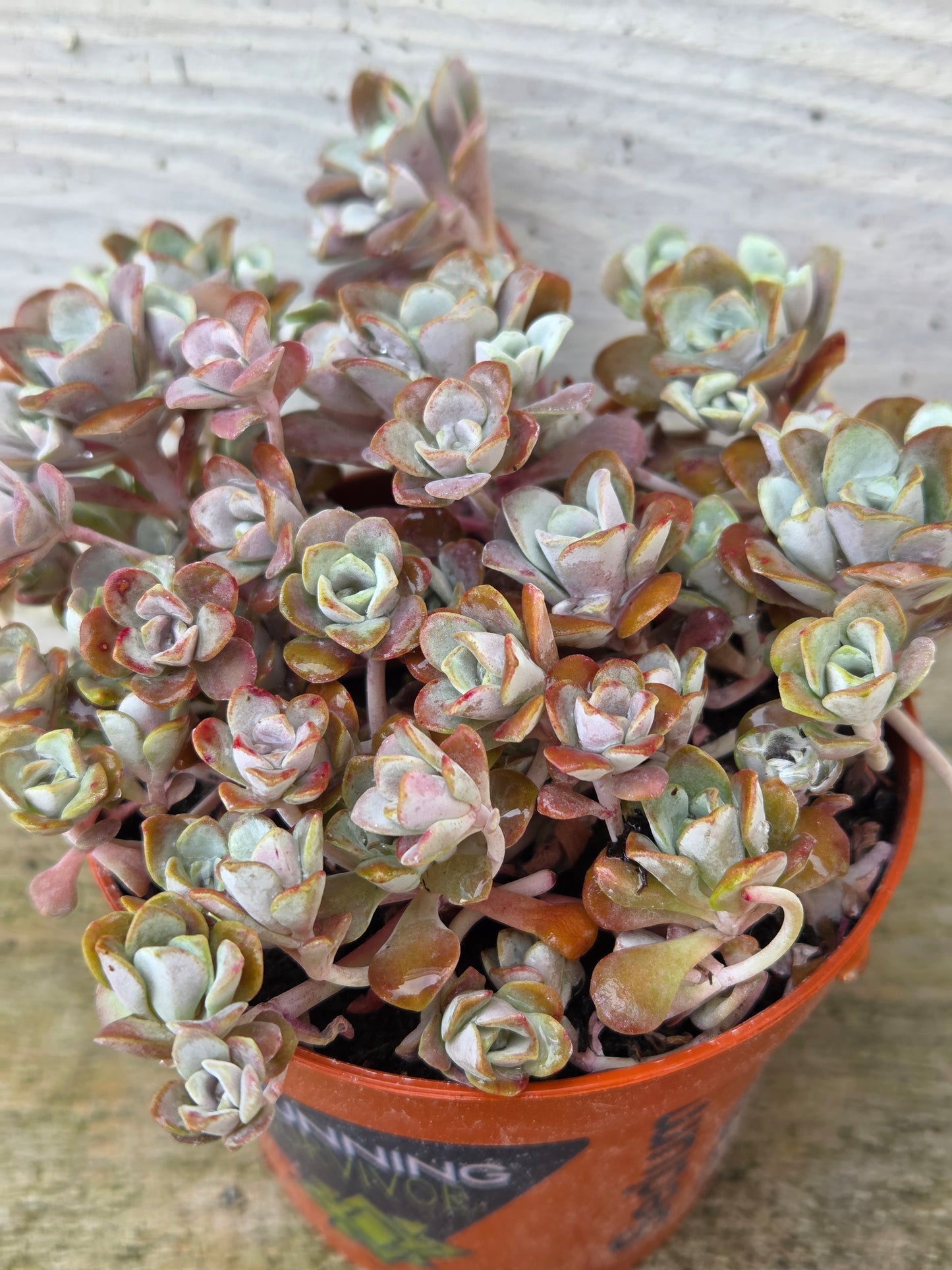 Sedum Spathulifolium – Stonecrop Succulent Ground Cover