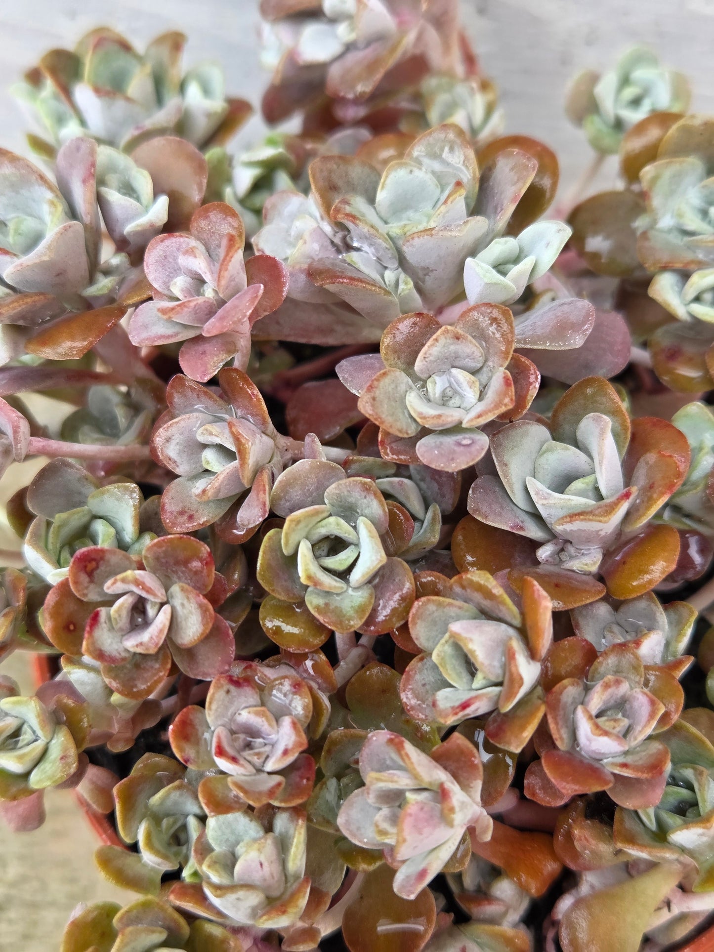 Sedum Spathulifolium – Stonecrop Succulent Ground Cover