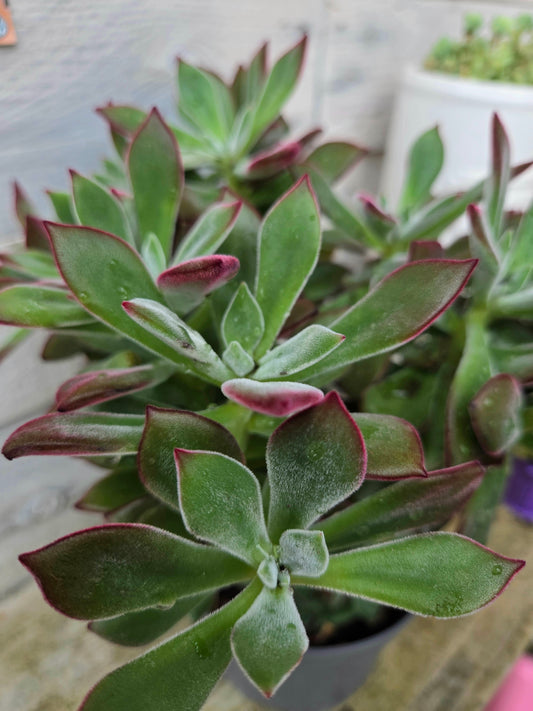 Echeveria Devotion