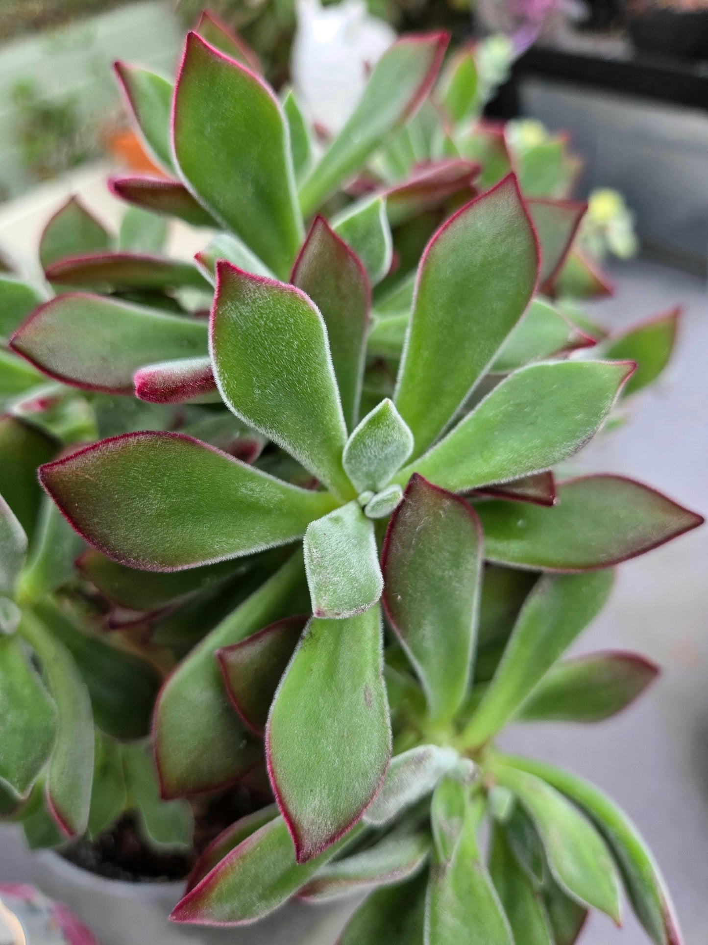 Echeveria Devotion