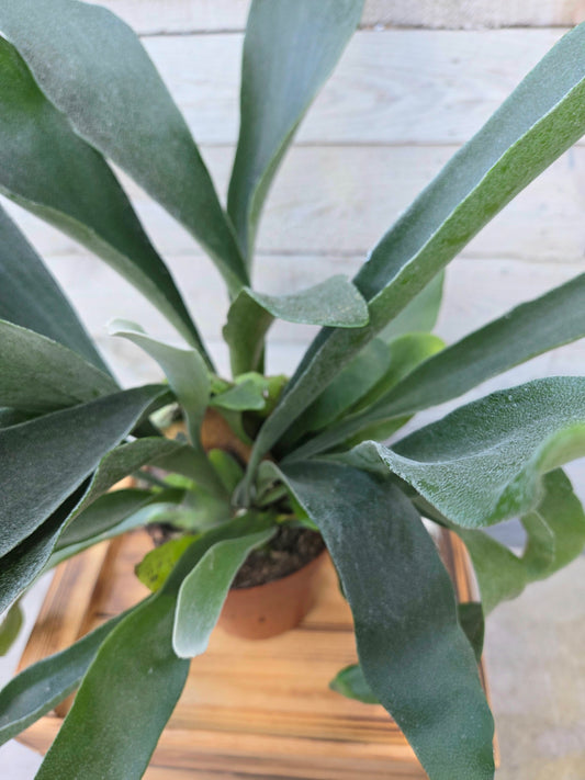 Platycerium bifurcatum – Staghorn Fern
