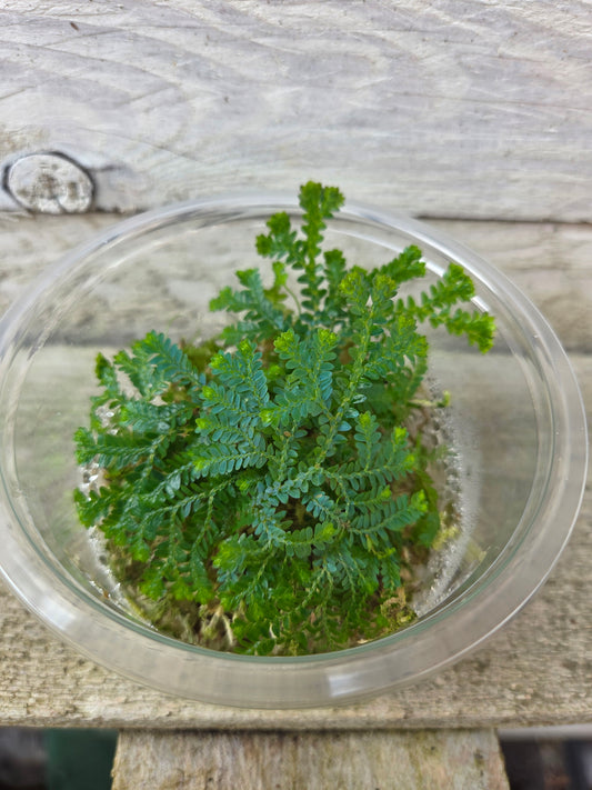 Selaginella uncinata ‘Peacock / Rainbow Moss’ – Terrarium Plant