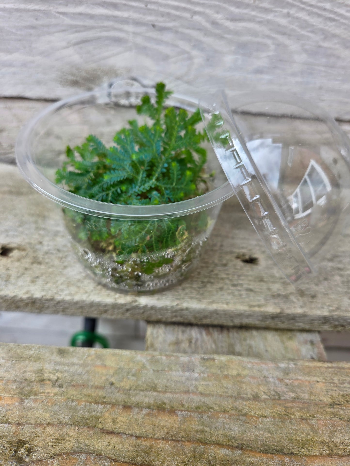 Selaginella uncinata ‘Peacock / Rainbow Moss’ – Terrarium Plant