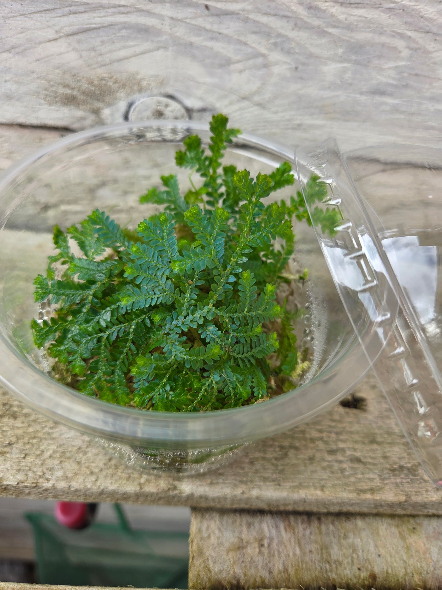 Selaginella uncinata ‘Peacock / Rainbow Moss’ – Terrarium Plant