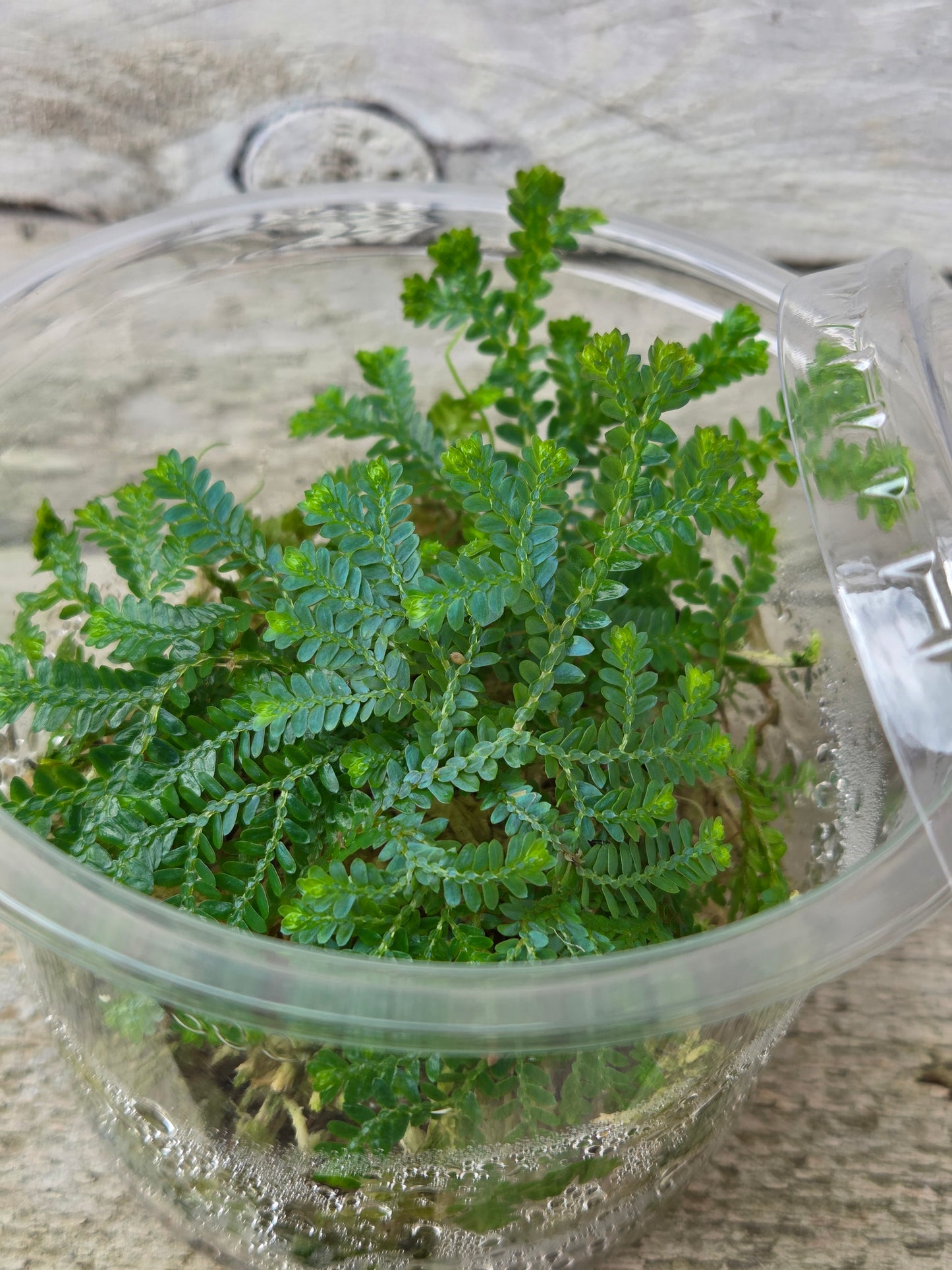 Selaginella uncinata ‘Peacock / Rainbow Moss’ – Terrarium Plant