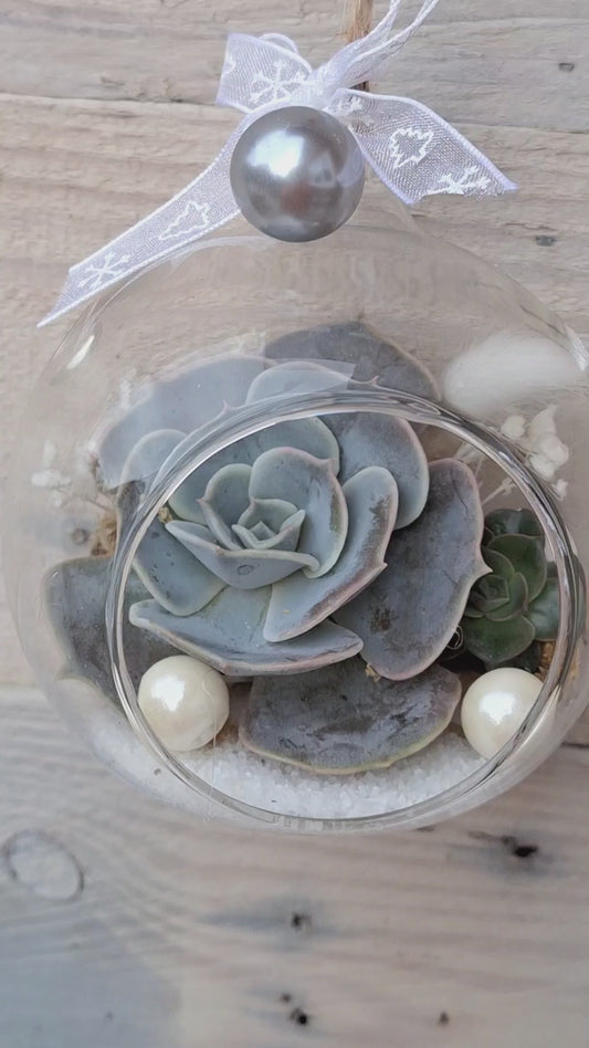 Succulent Glass Bauble – A Living Winter Gift