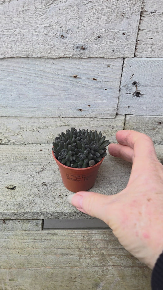 Crassula crassimus in a 5.5cm Pot