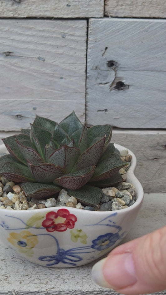 Echeveria Purpusorum in Hand-Painted Ceramic Dish